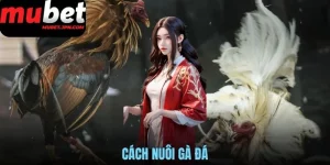 Cách nuôi gà đá