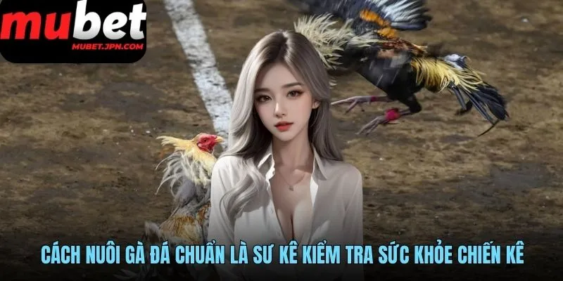 Cách nuôi gà đá từ chọn giống và chăm sóc gà con chuẩn bị trở thành chiến kê