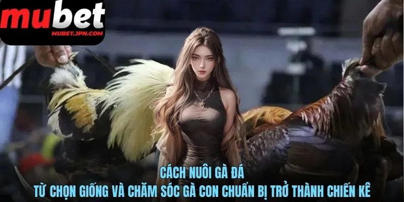 Cách nuôi gà đá chuẩn là sư kê kiểm tra sức khỏe chiến kê