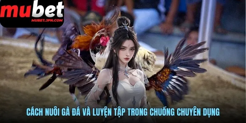 Cách nuôi gà đá và luyện tập trong chuồng chuyên dụng