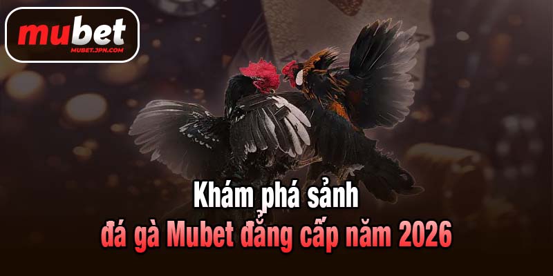 Khám phá sảnh đá gà Mubet đẳng cấp năm 2026