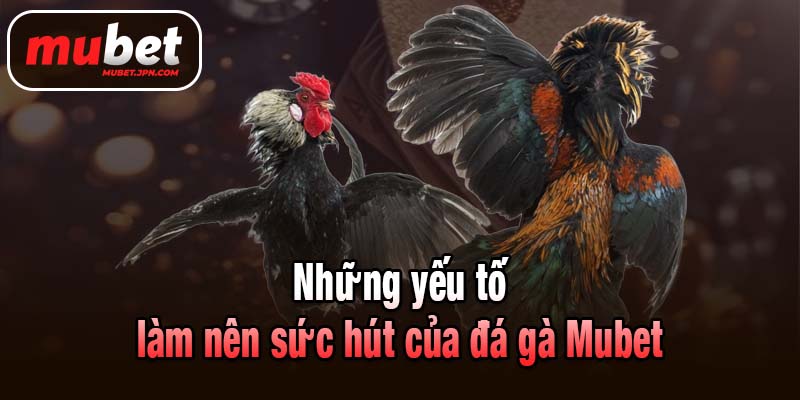 Những yếu tố làm nên sức hút của đá gà Mubet