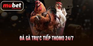 đá gà trực tiếp thomo 24/7