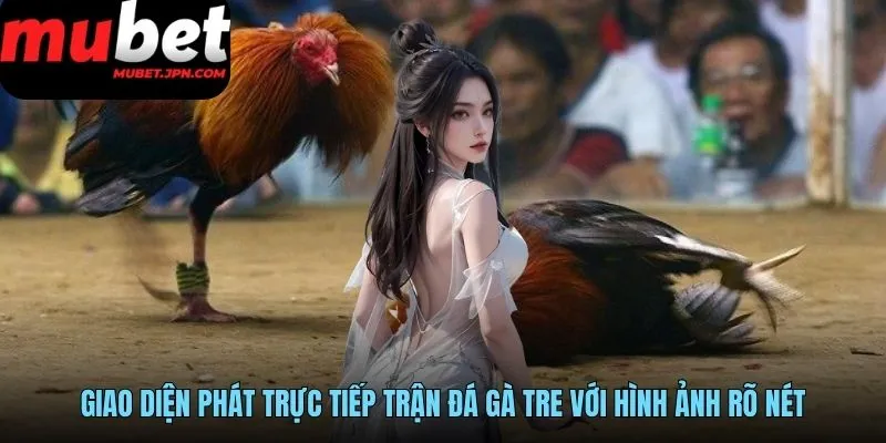 Giao diện phát trực tiếp trận đá gà tre với hình ảnh rõ nét