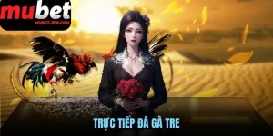 Trực tiếp đá gà tre