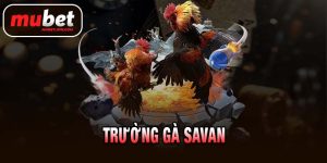 TRƯỜNG GÀ SAVAN