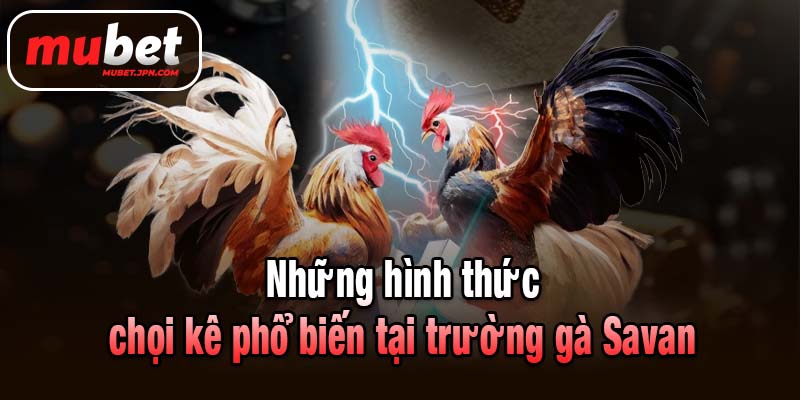 Những hình thức chọi kê phổ biến tại trường gà Savan