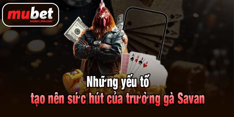Những yếu tố tạo nên sức hút của trường gà Savan