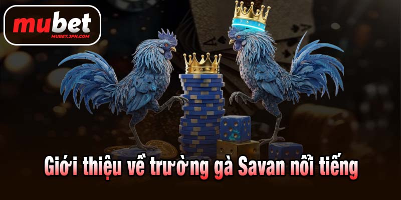 Giới thiệu về trường gà Savan nổi tiếng