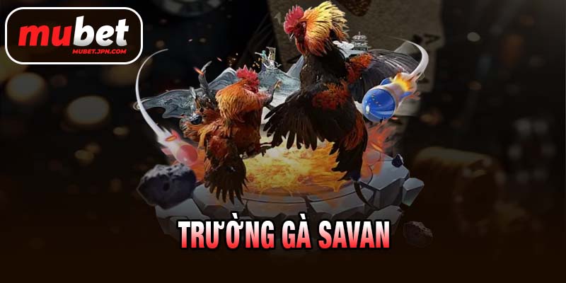 TRƯỜNG GÀ SAVAN
